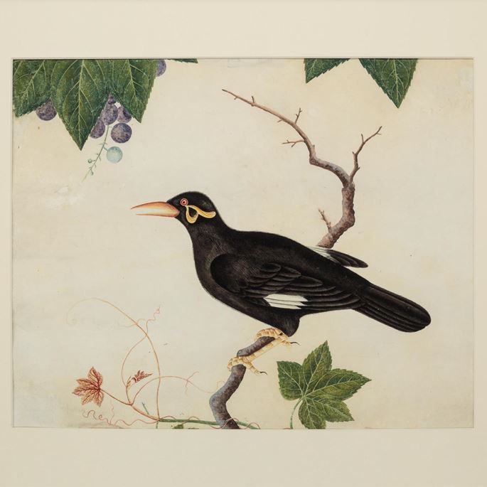 Chinese painting of a Myna bird (Gracula Religiosa) | MasterArt